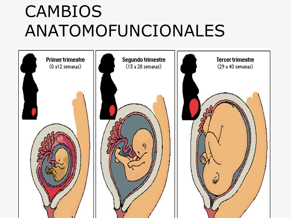 Cambios anatomicos y fisiologicos en el embarazo por trimestre